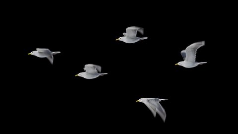 group of seagulls flying loop , alpha Channel, you can add any background to it. seagull soaring over the Mediterranean sea. Flock of birds flies in strong winds.3d animation of flying bird loop