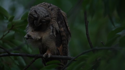 Close up of young long eared owl (Asio otus) feather care gazing and sitting on dense branch deep in crown. Wildlife tranquil portrait footage of bird in natural habitat background.