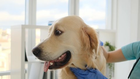 Golden retriever dog in veterinarian clinic