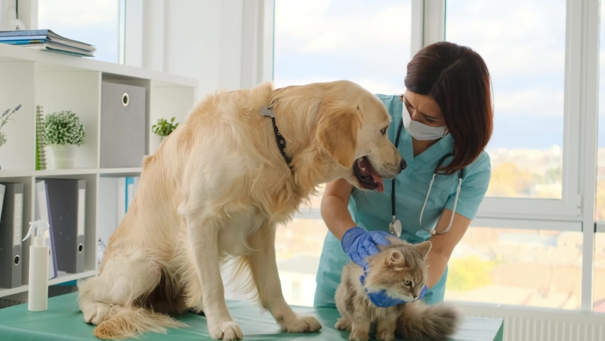 Veterinarian palming golden retriever dog and fluffy cat during appointment in clinic Royalty-Free Stock Footage #1062974749