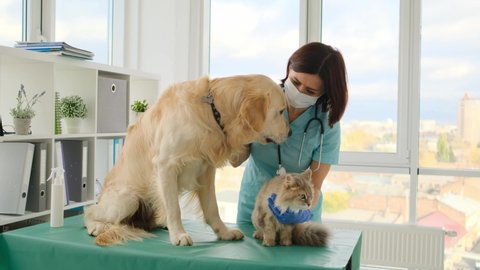 Veterinarian palming golden retriever dog and fluffy cat during appointment in clinic