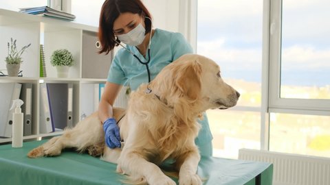 Golden retriever dog listened by vet with stethoscope during appointment in veterinary clinic