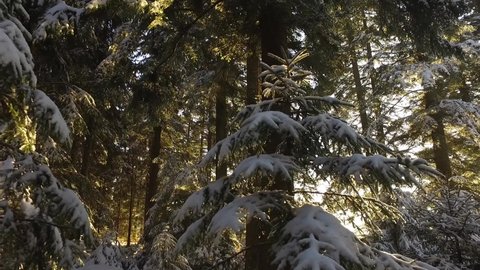 Winter sunset in forest with snow