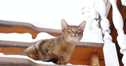 red Abyssinian cat sitting outside in the snow