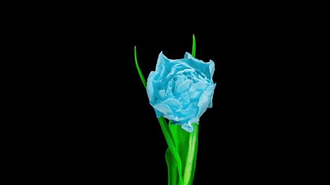 Beautiful blue tulip at the moment of opening, time lapse, 4k video, alpha matte