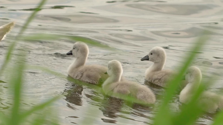 baby young swans swimming together