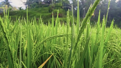 Close up ear of rice swaying by wind in rice paddy. Amazing green rice field in the morning green grass with dew drops, located in countryside of Bali. Ripe ear of rice to be harvested soon.