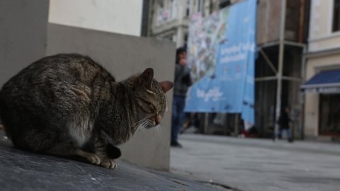 The cat that is cold on the streets of Istanbul is trying to get warm.