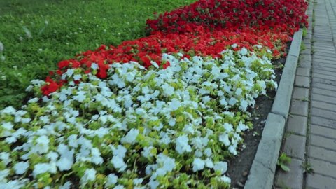 flower bed in city park with beautiful flowers on a summer day