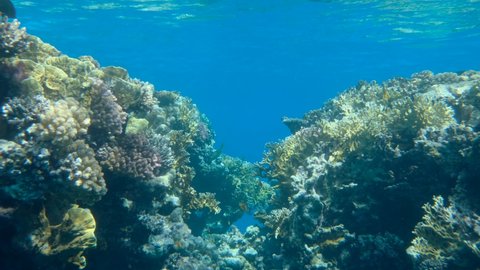 Slow motion, Colorful tropical fish and beautiful coral reef on blue water background. Underwater life in the ocean. Camera slowly moving forwards approaching a coral reef in sunlight
