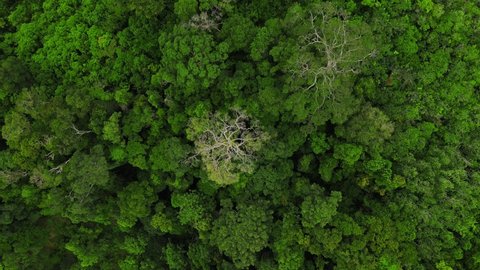 Tropical rain forest aerial drone shot. Lush jungle green trees top view flyover. Dense rainforest canopy landscape viewed from the air. Amazonas ecosystem aerial, healthy environment concept