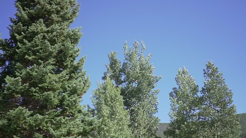 MS Medium shot of trees against blue sky