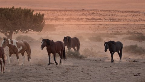 Panning view of wild horses walking through the dusty desert in Utah as the sun sets along the pony express trail.