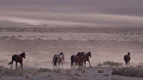 Dusty in the air as wild horses make way across the desert landscape in Utah both near and far in the distance.