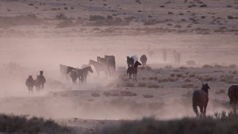Herd of wild horses across the desert landscape as one rolls in the dirt along the pony express trail in Utah.