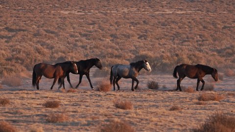 Panning view of wild horses moving through the desert in Utah along the pony express road.
