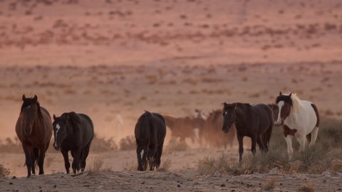 Mustangs moving through the West desert in Utah at dusk as they herd towards a watering hole.