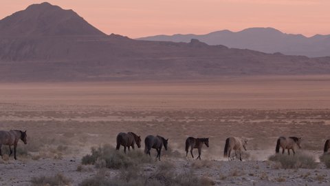Wild horses following path through desolate dry desert in Utah at dusk across the landscape.