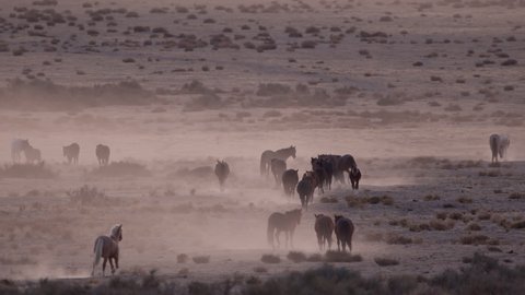 Wild horses moving into the distance across the west desert in Utah at dusk kicking up dust.