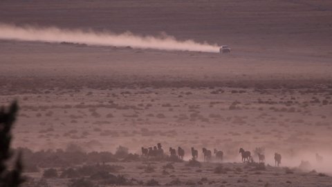 Dust fills the air in the desert as Wild horses run and vehicle drives on dirt road along the Pony Express trail in the West Desert of Utah.