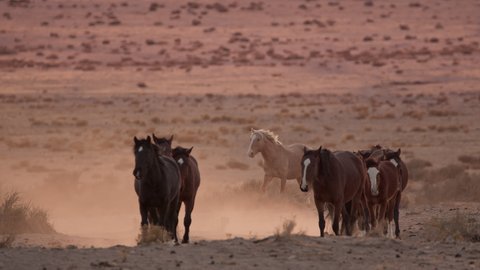 Dust kicking up as herd of horses follow each other through the desert in Utah at dusk.