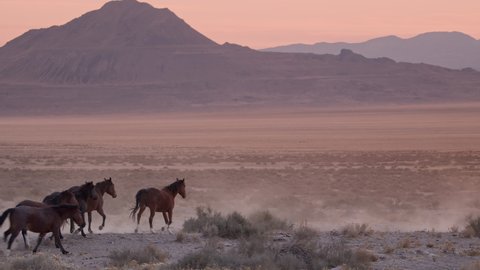 Wild horses trotting through the Utah desert during sunset kicking up dirt.