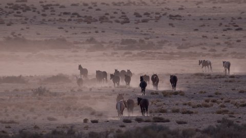 Dust fills the air as wild horses move through the dry desert in Utah at dusk.