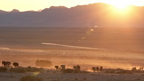 Sun setting over the Utah desert as horses walk through the dusty landscape along the Pony Express.