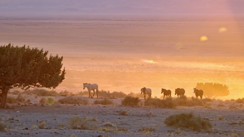 Wild horses walking through the desert at sunset in Utah as the landscape glows.