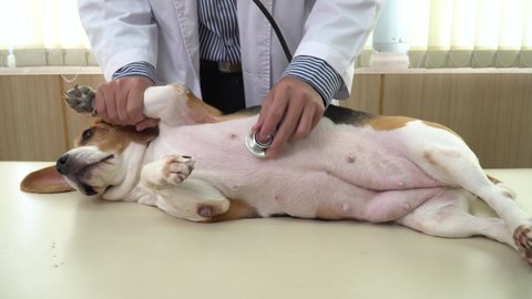 Veterinarian doctor examining dog by stethoscope in vet clinic