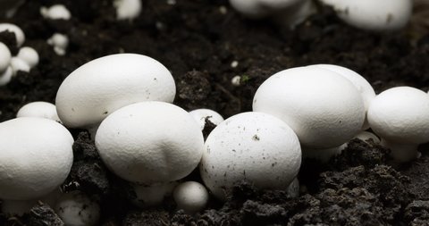Growing mushrooms champignons in time lapse.
