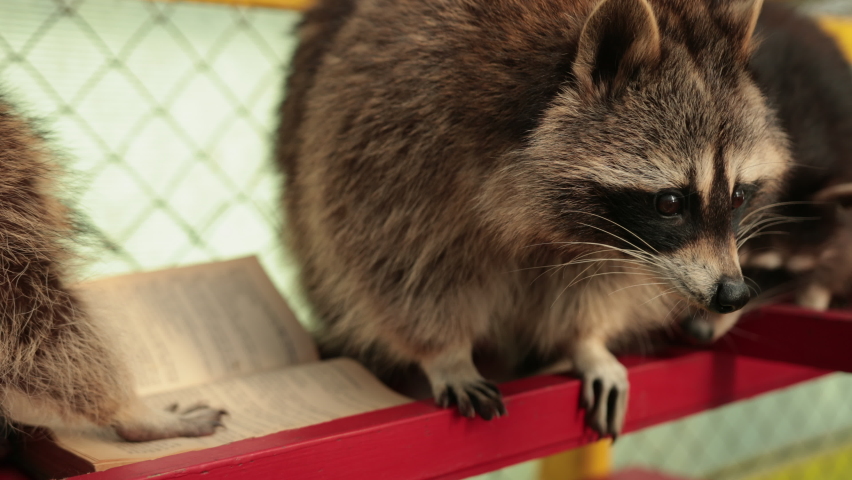 Smart Raccoon Stock Video Footage - 4K and HD Video Clips | Shutterstock