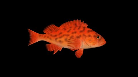 Fish red swims, animation ,transparent background