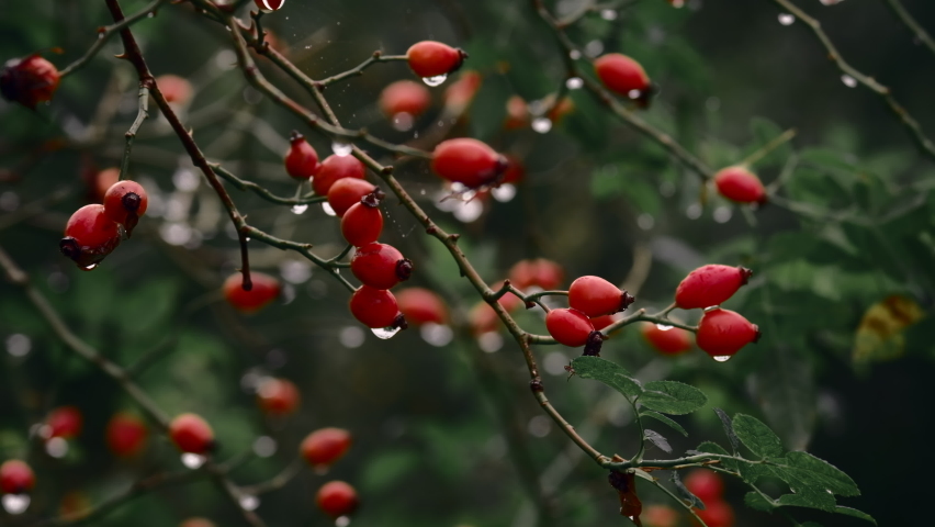 Wet rose hips after the rain. Close up of raindrops on wild berries. Cinematic color grading look. Shallow depth of field. Overcast moody natural background. Royalty-Free Stock Footage #1062998800