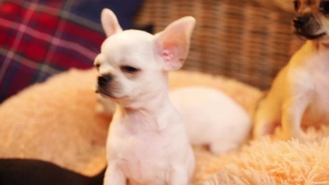 curious white chihuahua puppy on the litter with other puppies. breeding thoroughbred dogs. Cute pets. 