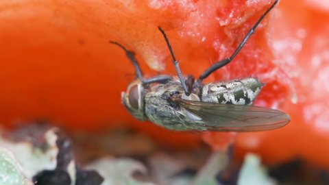 Big eyed fly on the rotten fruit on the ground as seen on a closer look in Estonia