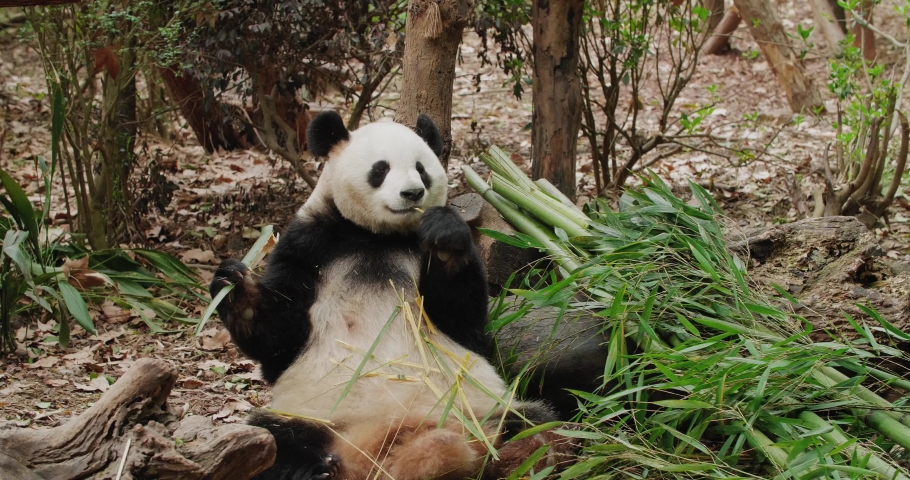 
One adult giant panda bear sitting on the ground holding bamboo at eat lovely panda enjoy lunch at Chengdu Research Base of Giant Panda Breeding | Shutterstock HD Video #1063008436