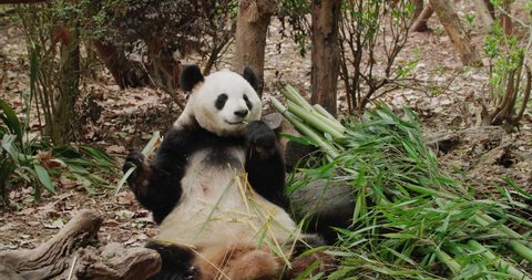 
One adult giant panda bear sitting on the ground holding bamboo at eat lovely panda enjoy lunch at Chengdu Research Base of Giant Panda Breeding