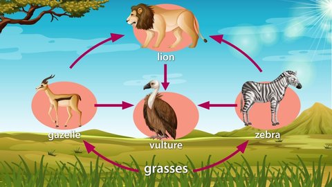 Animation of food chain in the African Savannah 
