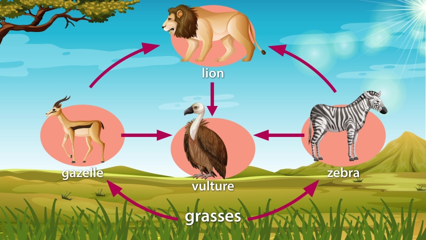 FOOD CHAIN Footage Videos And Clips In HD And 4K Avopix