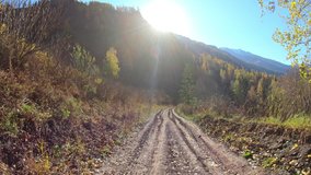 Video of driving along muddy mountain road along Altai river Kumir in Autumn.  Birch and Larch forest under blue sky. Altai, Siberia, Russia.