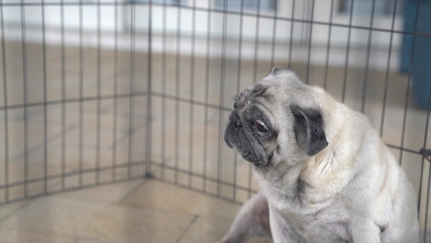 cage for pug