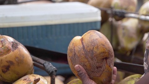 One of the most refreshing drinks in the Caribbean
It is the coconut of water, man prepares it with a large knife in hand, close shot