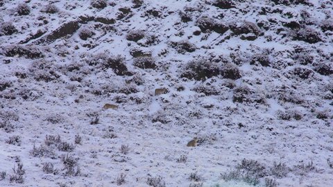 Wide shot of a mother Puma and her cubs roaming around the slopes snow covered, Torres del Paine National Park.