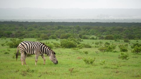 Lone zebra eats vivid green grass after rain on African savanna