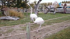 Two White Emu Walking Around in the Zoo