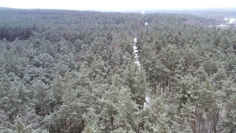 Tilt Reveal Drone shot of Winter Pine Woodland snowy forest with clearing during snowy weather. Drone Flight over pine winter Forest - Aerial view of snowy Woodland landscape. 