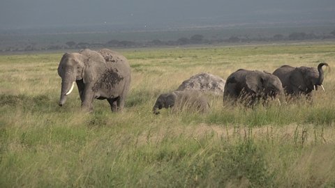 Africa. Kenya. Elephant Family in Green Meadow of African Savannah. Animals in Conservation Area of National Park.