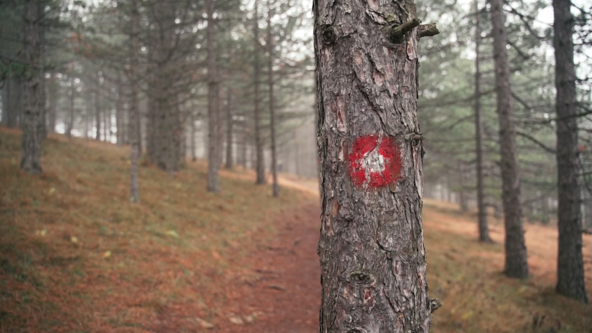 A young woman with a backpack walks along a trail in the autumn misty forest and passes by a tree with a red route mark.