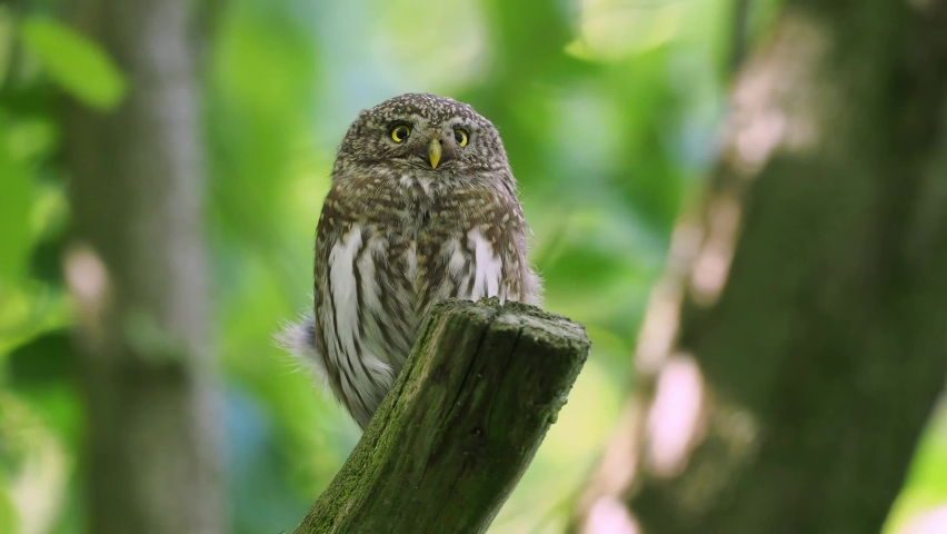 Eurasian Pygmy-Owl - Glaucidium passerinum sitting on the branch and looking for the prey in the forest in summer. Small european owl with the forest colorful background.